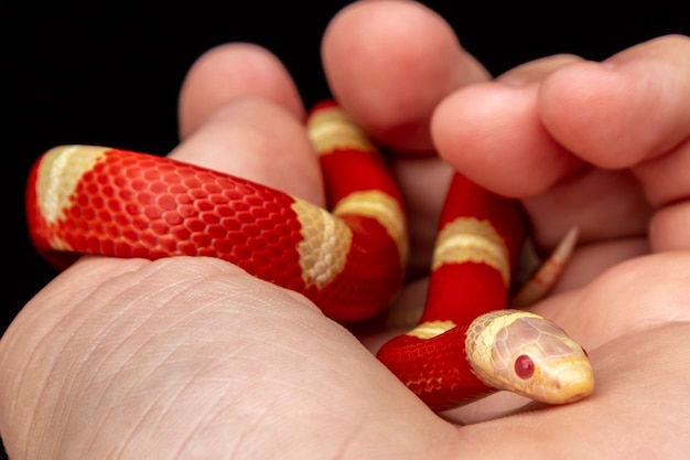 Lampropeltis triangulum, comúnmente conocida como la serpiente de leche o milksnake, es una especie de serpiente rey.