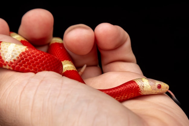 Lampropeltis triangulum, comúnmente conocida como la serpiente de leche o milksnake, es una especie de serpiente rey.