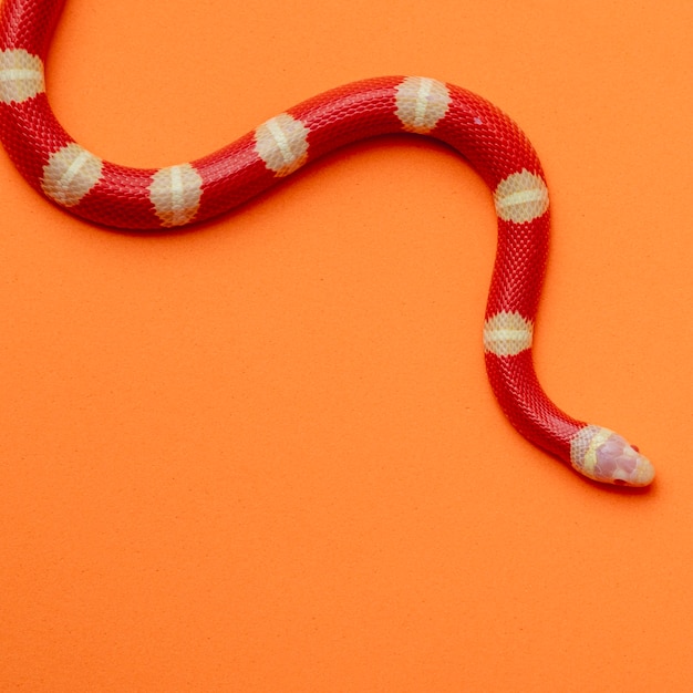 Lampropeltis triangulum, comúnmente conocida como la serpiente de leche o milksnake, es una especie de serpiente rey.