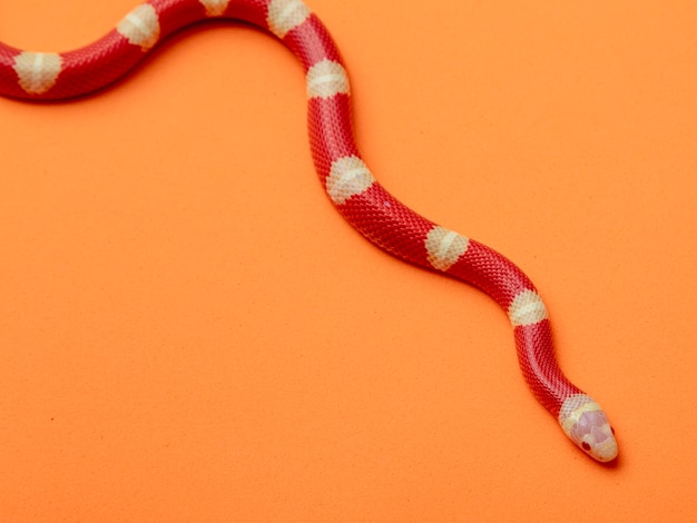 Lampropeltis triangulum, comúnmente conocida como la serpiente de leche o milksnake, es una especie de serpiente rey.