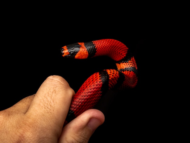 Lampropeltis triangulum, comúnmente conocida como la serpiente de leche o milksnake, es una especie de serpiente rey.