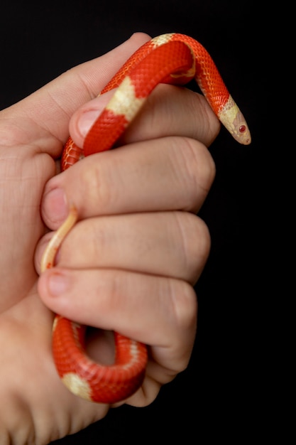 Lampropeltis triangulum, comúnmente conocida como la serpiente de leche o milksnake, es una especie de serpiente rey.