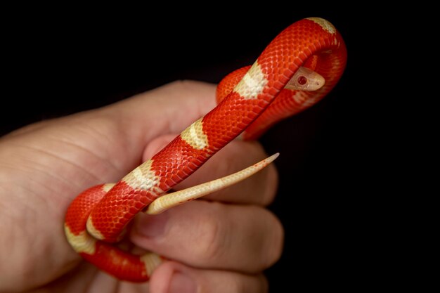 Lampropeltis triangulum, comúnmente conocida como la serpiente de leche o milksnake, es una especie de serpiente rey.