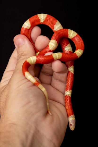 Lampropeltis triangulum, comúnmente conocida como la serpiente de leche o milksnake, es una especie de serpiente rey.