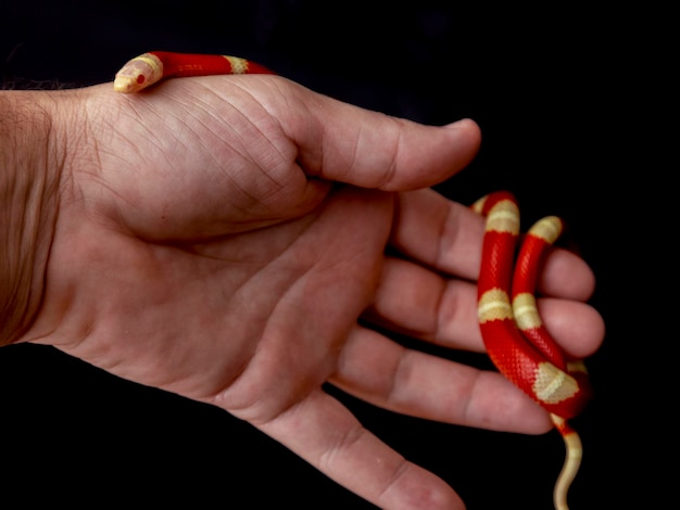 Lampropeltis triangulum comúnmente conocida como serpiente de leche o serpiente de leche es una especie de serpiente rey