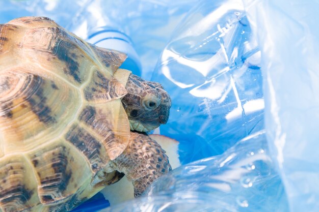 Land Zentralasiatische Schildkröte in einem Haufen Plastikmüll