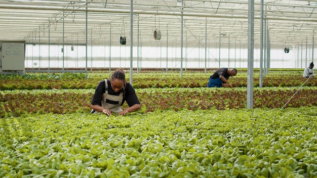 Landarbeiter, der Bio-Salat anbaut und in hydroponischer Umgebung auf Schädlinge prüft und grüne Blätter im Gewächshaus betrachtet. Afroamerikanerin inspiziert Pflanzen bei der Qualitätskontrolle.