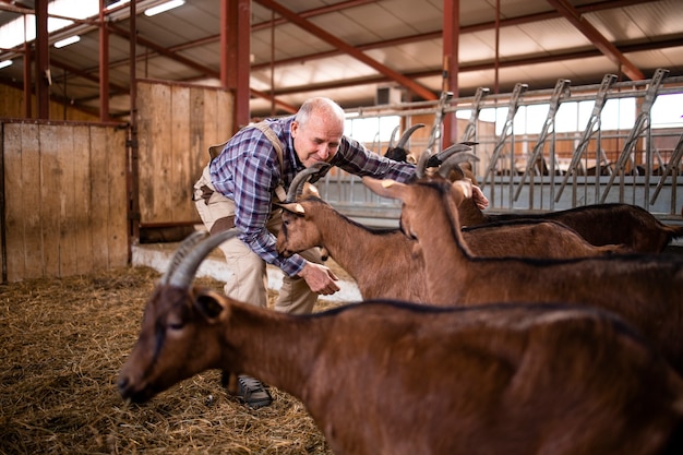 Landarbeiter, der sich um Haustiere kümmert und mit Ziegen im Bauernhaus spielt.