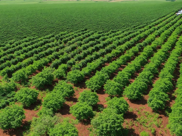 Landarbeiter Feldarbeiter Landwirt Feldarbeiter Agrararbeit Landwirtschaft Plantagen Landwirtschaft Landwirte