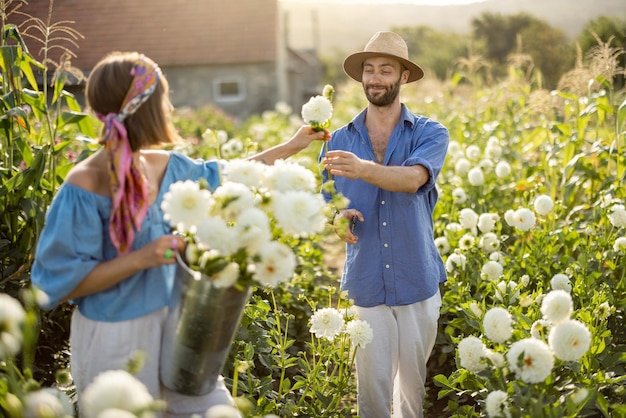 Landarbeiter holen Dahlienblumen auf dem ländlichen Bauernhof im Freien ab