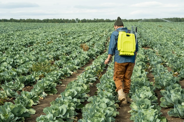 Landarbeiter mit Sprührucksack, der Pestizide auf Kohl sprüht, um ihn zu schützen