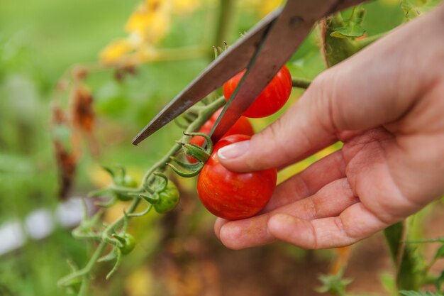 Landarbeiterhand, die frische reife Tomaten pflücken