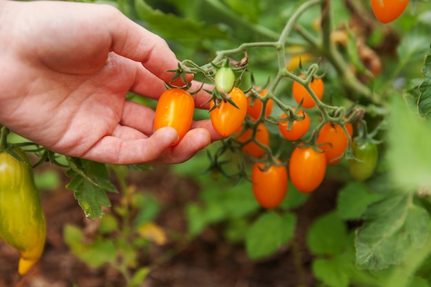 Landarbeiterin, die frische reife organische Tomaten auswählt