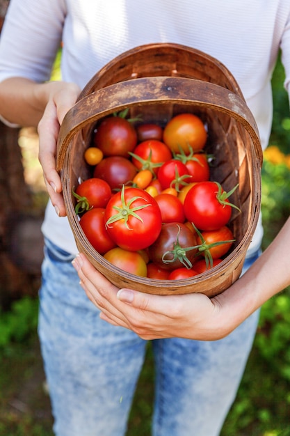Landarbeiterin hält einen Korb mit frischen reifen Bio-Tomaten