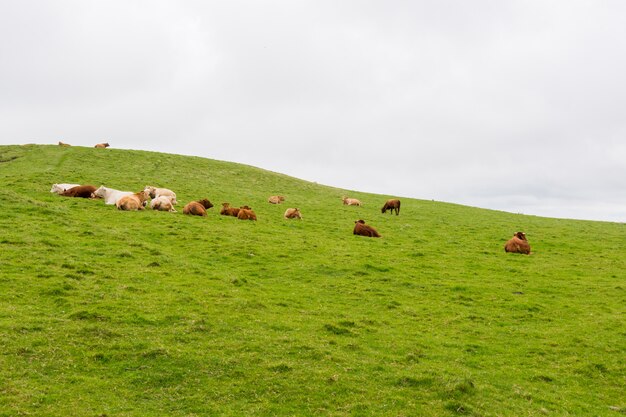Landascapes de Irlanda. Vacas pastando cerca de los acantilados de moher