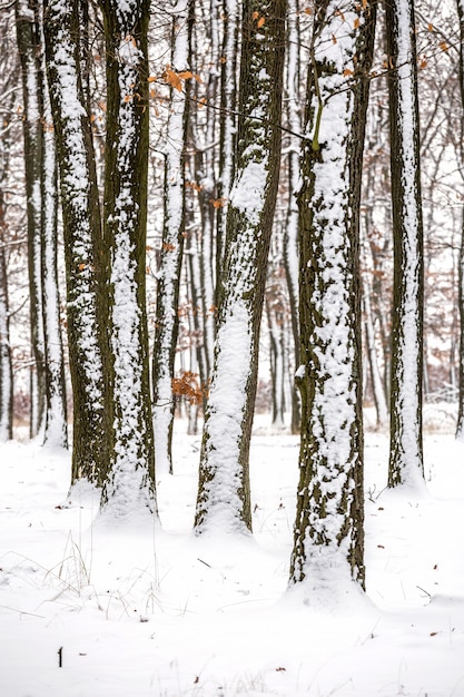 Landcsape de invierno de un bosque de robles