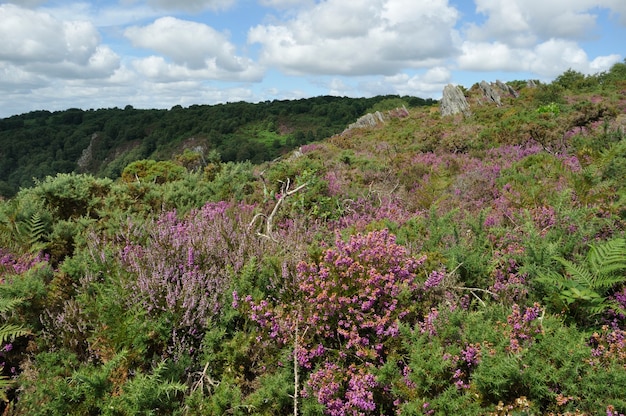 Foto landes de liscuis en bon repos sur blavet en bretaña