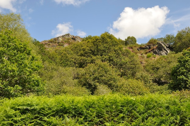 Landes de Liscuis en Bon Repos sur Blavet en Bretaña