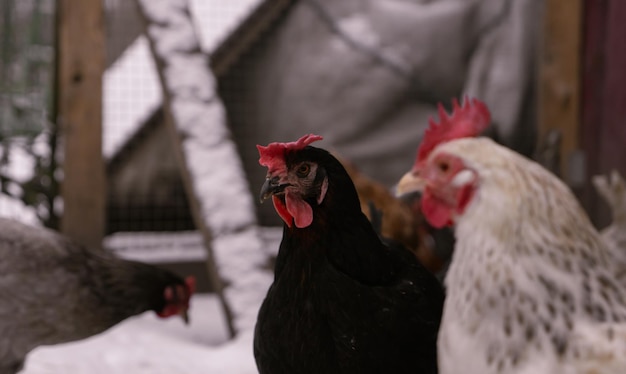 Landhaus Legehennen Huhn hautnah