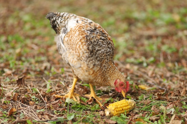 Landhuhn isst eine Maiskolben