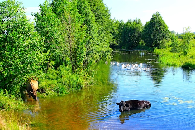 Landkühe trinken Wasser im Fluss