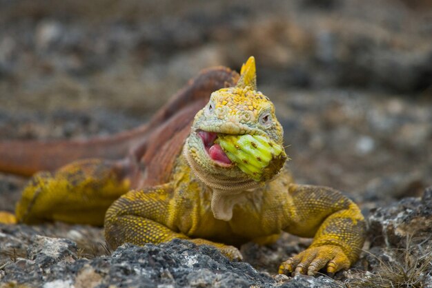 Landleguan isst kakteen