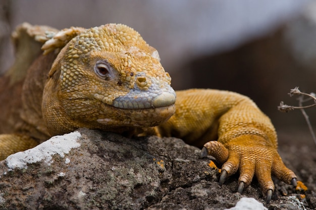 Landleguan sitzt auf den Felsen