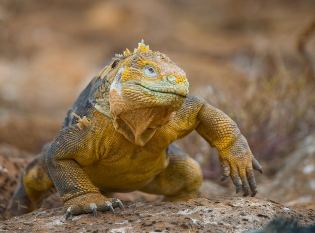 Landleguan sitzt auf den Felsen