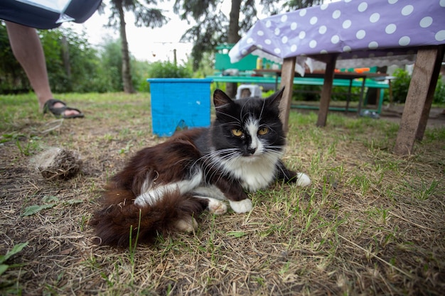 Landmischling Katze liegt auf dem Gras