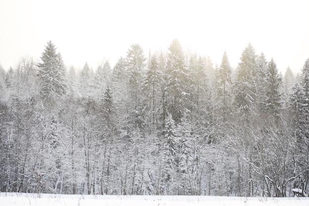 Landschaft am bewölkten Wintertag von schneebedeckten Feldern und Wäldern