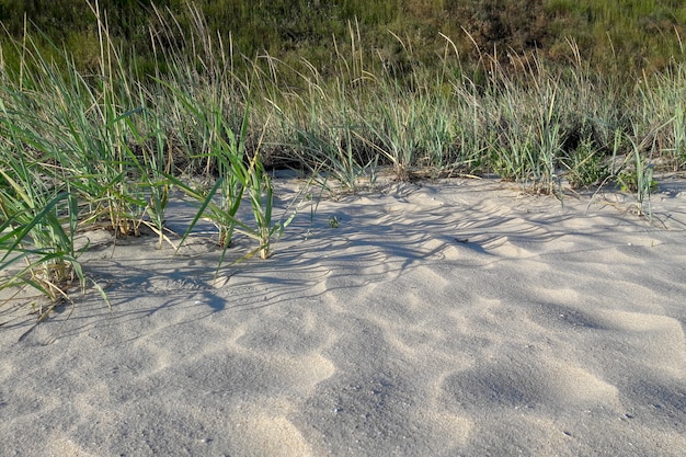 Landschaft am Meer mit Sand und Gras