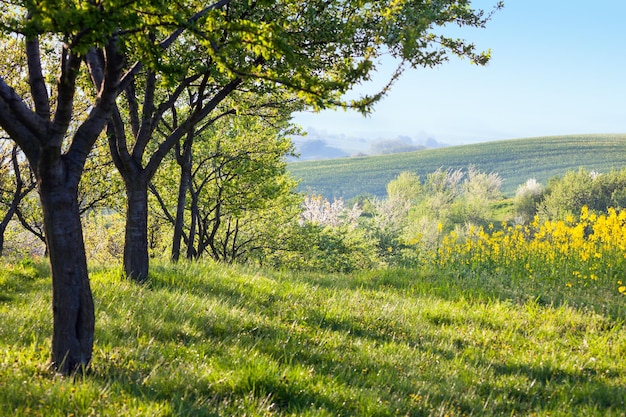 Landschaft am Morgen