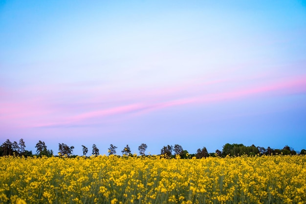 Landschaft am späten Abend mit blühenden Rapsfeldkiefern im Hintergrund