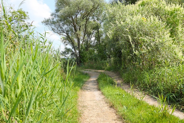 Landschaft am Weg im Sumpfgebiet