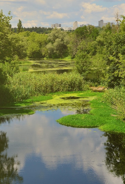 Landschaft an einem Sommertag mit einem großen Sumpf, der mit grünem Entenweed und Sumpfvegetation übersät ist
