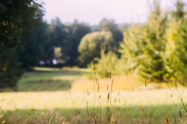 Landschaft auf dem Land Szenische Sommernaturansicht in Lettland-Osteuropa