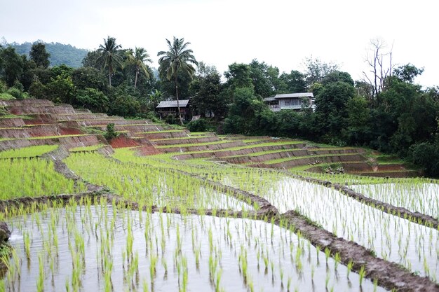 Landschaft auf terrassenförmigen Reisfeldern auf dem Berg mit Nebel auf dem Land