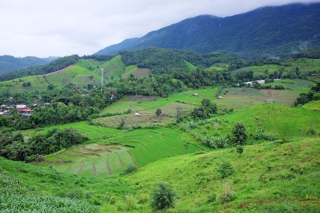 Landschaft auf terrassierten Paddy-Reisfeldern auf einem Berg mit Nebel in der ländlichen Gegend von Thailand