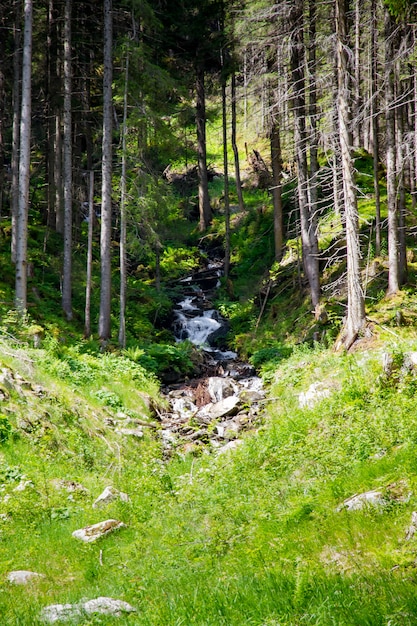 Landschaft aus Bergen und Wald und einem kleinen Fluss