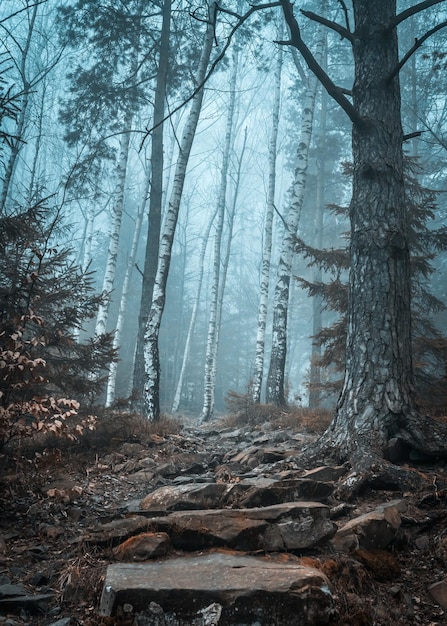 Landschaft aus nebligem Holz in den Bergen