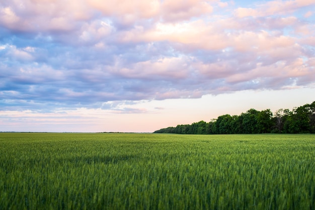 Landschaft aus Weizen