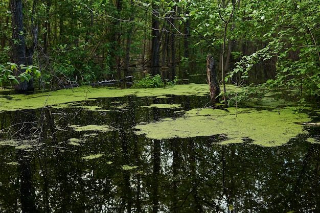 Landschaft - bewaldeter Altarm mit Wasserlinsen überflutet während der Frühjahrsflut