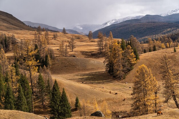 Landschaft der Altai-Berge in Sibirien Altai-Republik Russland