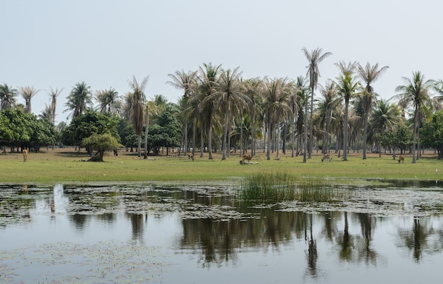 Landschaft der asiatischen Landschaft der Kokospalmenplantage mit Reflexion