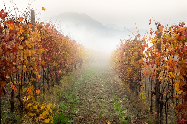 Landschaft der Barolo-Weinregion