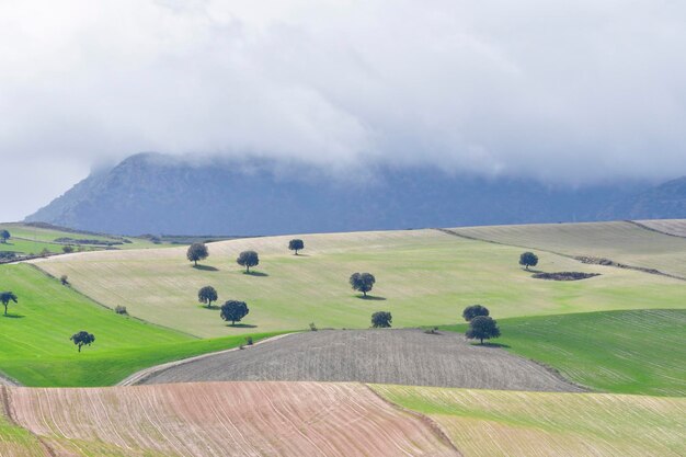 Landschaft der Dehesa cerealistica der östlichen Berge von Granada - Spanien