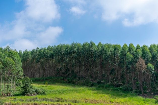 Landschaft der Eukalyptusplantage und des blauen Himmels und der Wolken