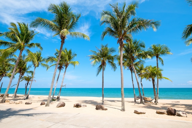 Landschaft der Kokosnuss-Palme auf tropischen Strand im Sommer.