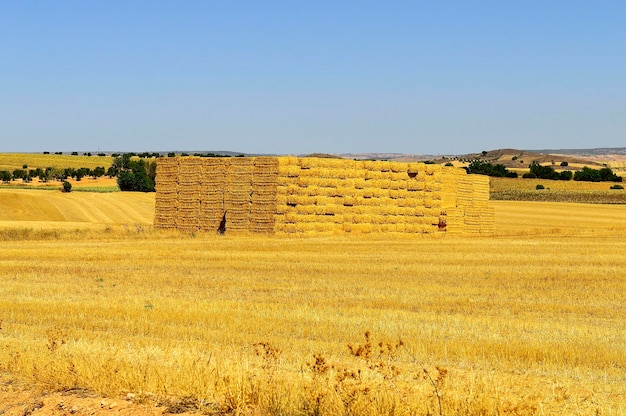 Landschaft der La Mancha-Felder in Cuenca