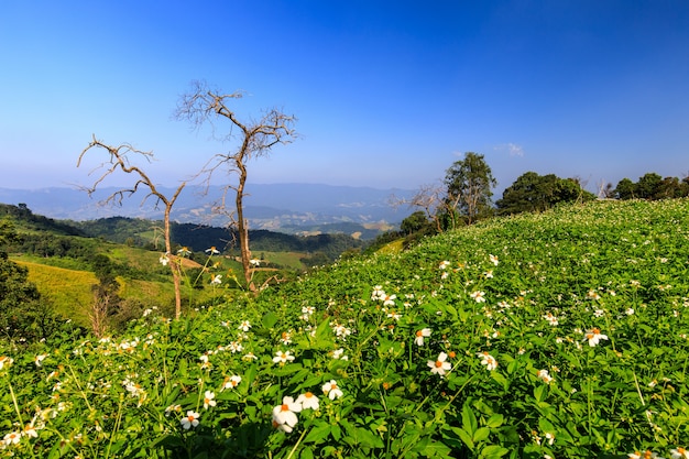 Landschaft der Landschaft im Norden von Thailand.